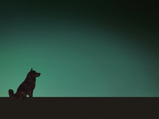 老犬の夜鳴きは病気のサイン? 原因や対処法を徹底解説!