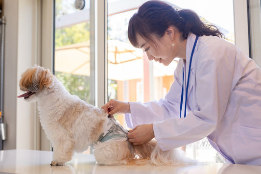 老犬の下痢の対処法とは? 病院にはすぐに連れていくべき?