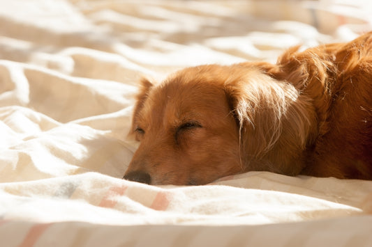老犬の認知症はどんな症状? 予防と対処についても解説
