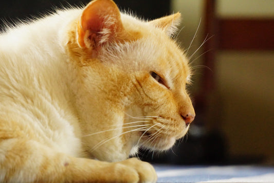 猫のシニア期は何歳から? 老猫のお世話の注意点