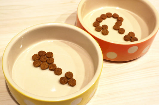 老猫がごはんを食べない原因は? 対処法も解説