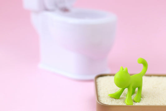 老猫がトイレを失敗するようになった際の対策
