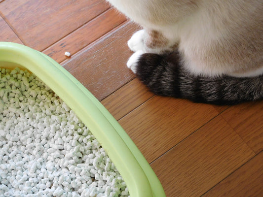老猫は便秘しやすい? 原因や対処法を解説
