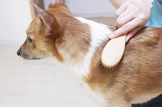 犬の毛並みや毛艶が悪くなる原因と対策