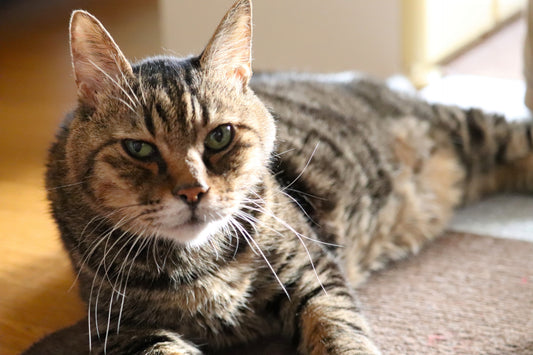 猫の老化症状とは?気づいてあげたい外見や行動の変化