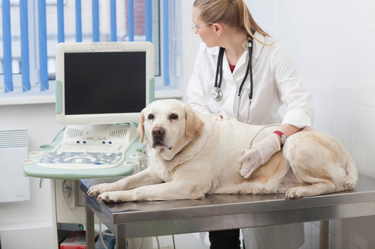 犬の骨折の見分け方は? 原因と予防・治療方法も