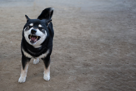 老犬が無駄吠えしてしまう原因とは? やめさせる方法はある?