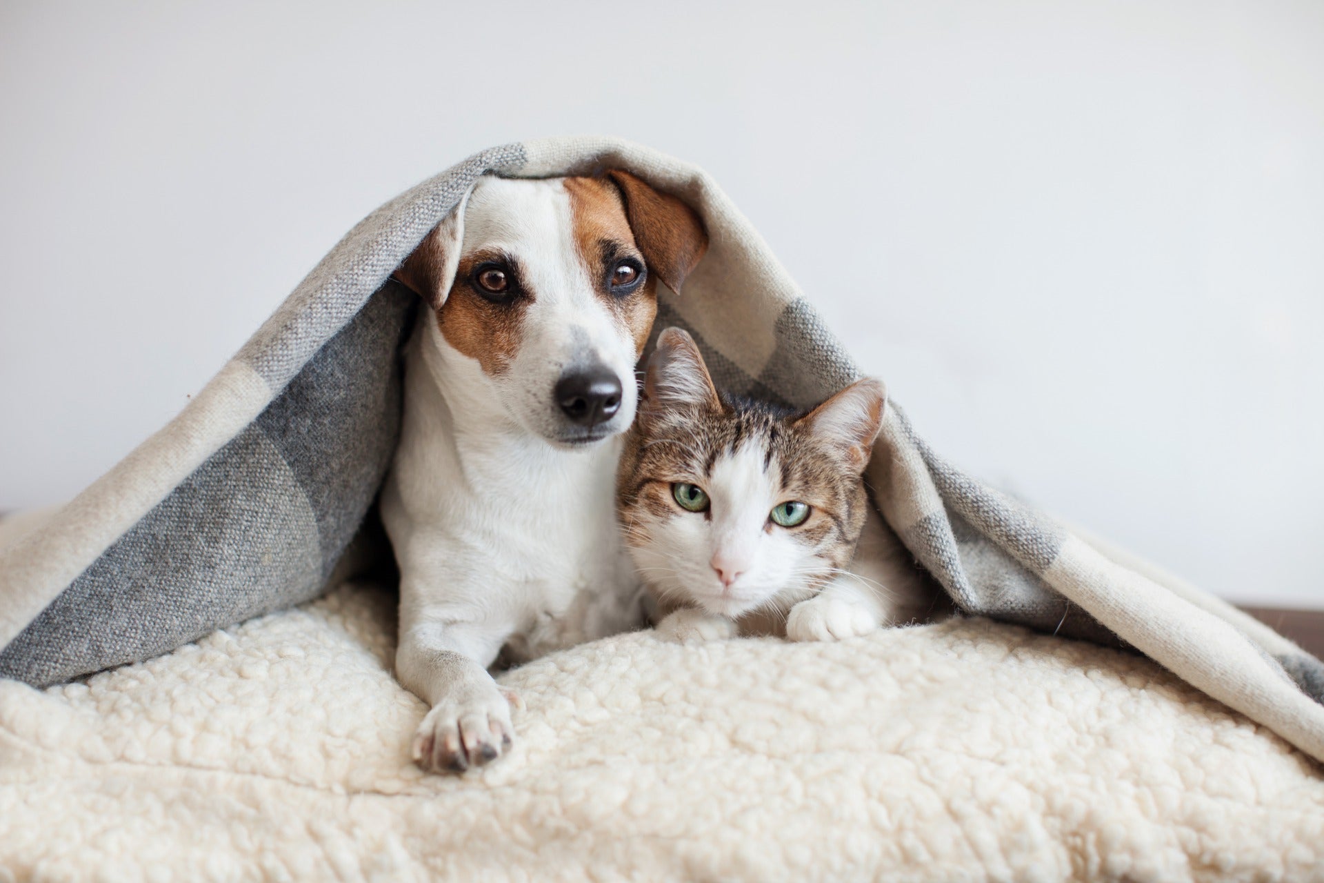 獣医解説！犬猫の健康チェック法 – ベッツペッツ公式サイト