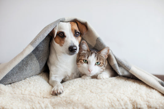 獣医師が解説!愛犬・愛猫の『健康チェック法』