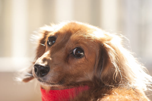 いつからシニア犬(老犬)になる? 老化のサインや注意点など