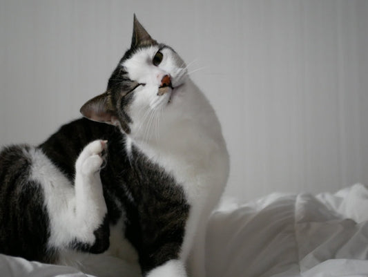 猫のアトピー性皮膚炎は治療できる?自宅でできる予防や対策も紹介【獣医師監修】