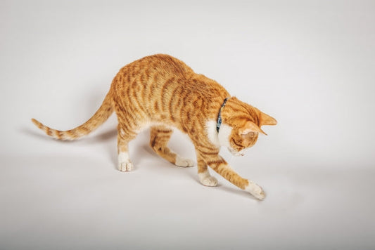 【獣医師監修】猫が足を引きずるのはなぜ?対処法や予防策についても解説