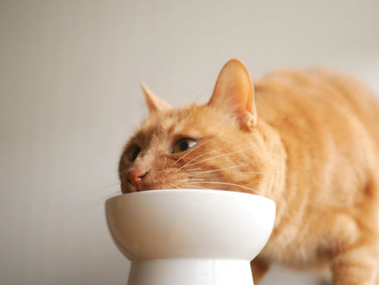 【獣医師監修】猫のご飯量はどれくらいがベスト?足りない時のサインについても