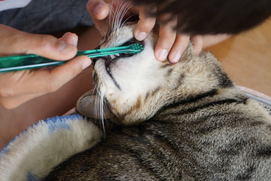 獣医師監修】愛犬愛猫の歯磨きを楽しい習慣に!ストレスフリーな始め方