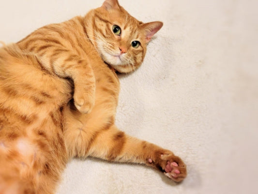 【獣医師監修】猫の肥満の見分け方!適正体重やチェックの基準