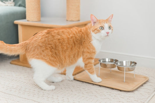 【獣医師監修】猫の腎臓病で食べてはいけないものとは?避けるべき食材や食事の注意点 情報 非表示