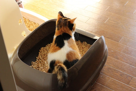 【獣医師監修】猫の便秘とは?原因や対策・解消法をわかりやすく解説