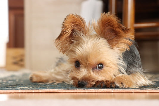 【獣医師監修】犬の血便の原因は?主な症状や動物病院を受診すべき目安を解説
