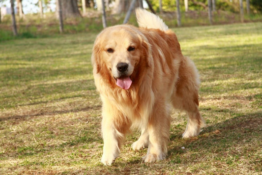 【獣医師監修】犬の股関節形成不全とは?原因・症状や治療方法について解説 情報