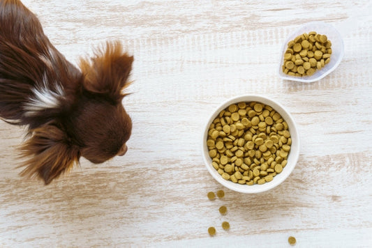 犬のごはんにベストな時間は何時?獣医師が朝・昼・夜の最適なタイミングと健康管理を解説