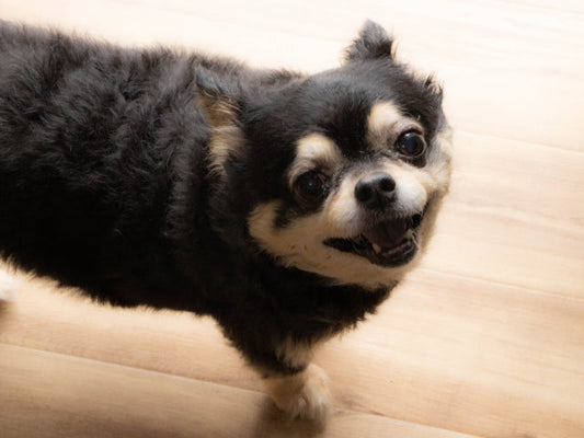 【獣医師監修】犬の肥満の見分け方!適正体重や肥満度のチェック基準