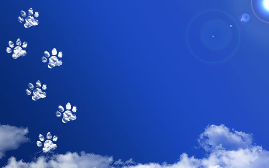 犬の健康チェック方法とは? 自宅でできる健康管理