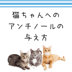 ネコちゃんへのアンチノールの与え方