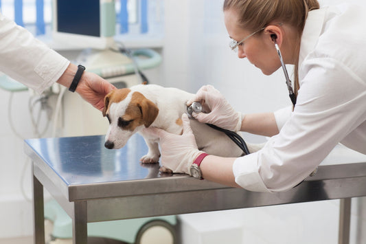 【獣医師監修】犬のてんかんはどんな症状? 原因・治療方法など
