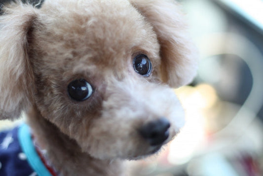 【獣医師監修】犬が血尿したらどうしよう?原因や疑われる病気、対処法などを解説