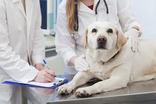 犬の薬の飲ませ方とは?上手に飲ませるコツを紹介!