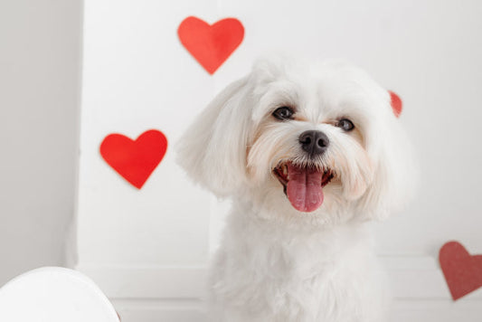 犬の耳掃除はどうすればいい?頻度や正しいやり方、NG行為など獣医師が解説