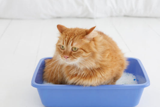 猫の尿路結石が疑われる症状とは?原因や治し方、予防法なども解説【獣医師監修】