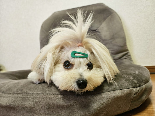 【獣医師監修】犬がご飯食べないのは危険?考えられる病気や対処法