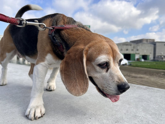 犬が足を引きずる原因は?疑われる病気・ケガや治療方法について