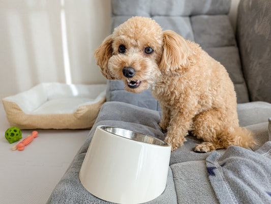 【獣医師監修】犬のごはんの量はどう決める?計算方法や目安について