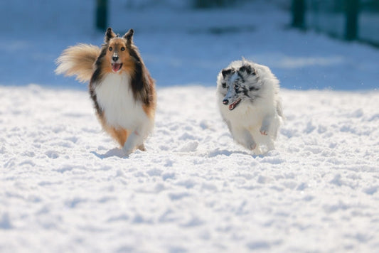 【獣医師監修】犬にサプリメントは必要?不要?与える場合の注意点について
