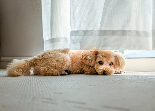 【獣医師監修】犬のアトピー性皮膚炎の症状・原因とは?治し方や治療費についても解説