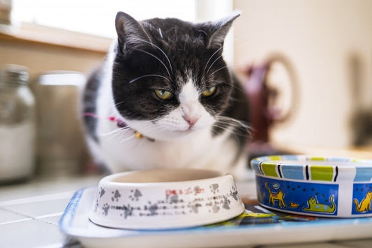 【獣医師監修】猫のごはんは何時がベスト?回数やタイミングについて解説