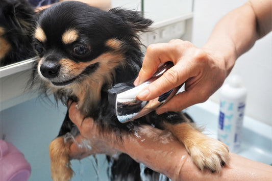 犬のニキビダニ症の症状や原因・治療法について解説