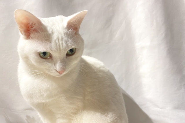 獣医師監修】猫の心臓病（心筋症）とは？症状や原因・治療などについて