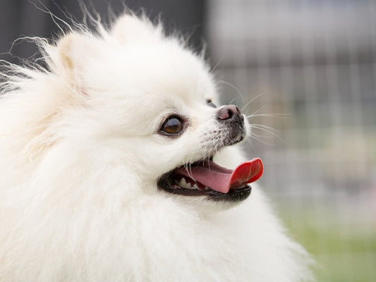 【獣医師監修】犬のかさぶたは皮膚病が原因?対処法や予防策についても解説