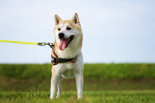 【獣医師監修】柴犬のよくある皮膚病とは?治療方法や予防についても解説
