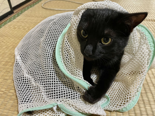 猫が暴れるので病院に連れて行けない…どうすればいい?