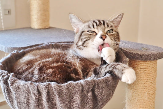 【獣医師監修】猫の皮膚が赤いのは病気?斑点やかさぶたができる原因や治し方を解説