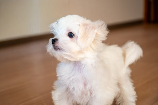 【獣医師監修】犬の胃腸炎の原因や症状とは?治療・予防方法についても解説