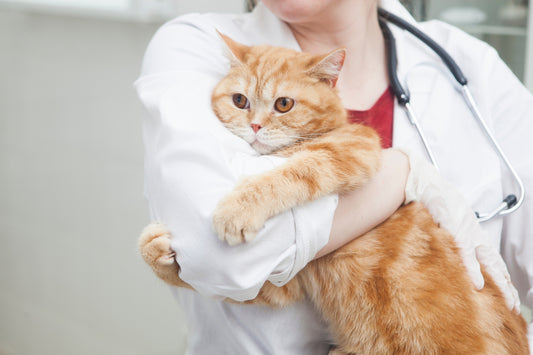 猫の健康診断の費用はどのくらい? どんな検査をするの?