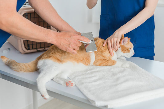 猫の皮膚炎の症状や原因とは？  治療・予防方法も解説