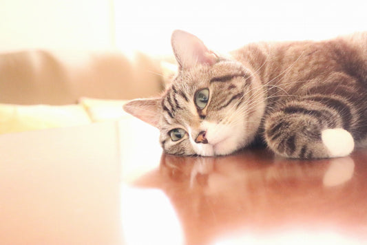 【26年最新獣医師監修】猫のてんかんとは?原因や症状・対処法・治療などについて