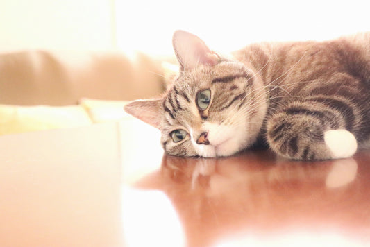 猫のてんかんの原因は? 症状・対処法や治療方法など