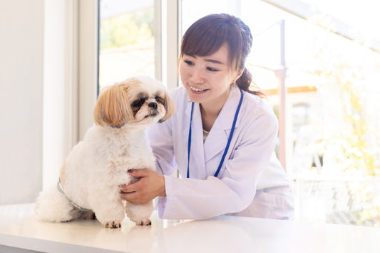 【24年最新】獣医師が解説!犬のパテラ(膝蓋骨脱臼)とは? 症状と予防・治療方法と治療費用など